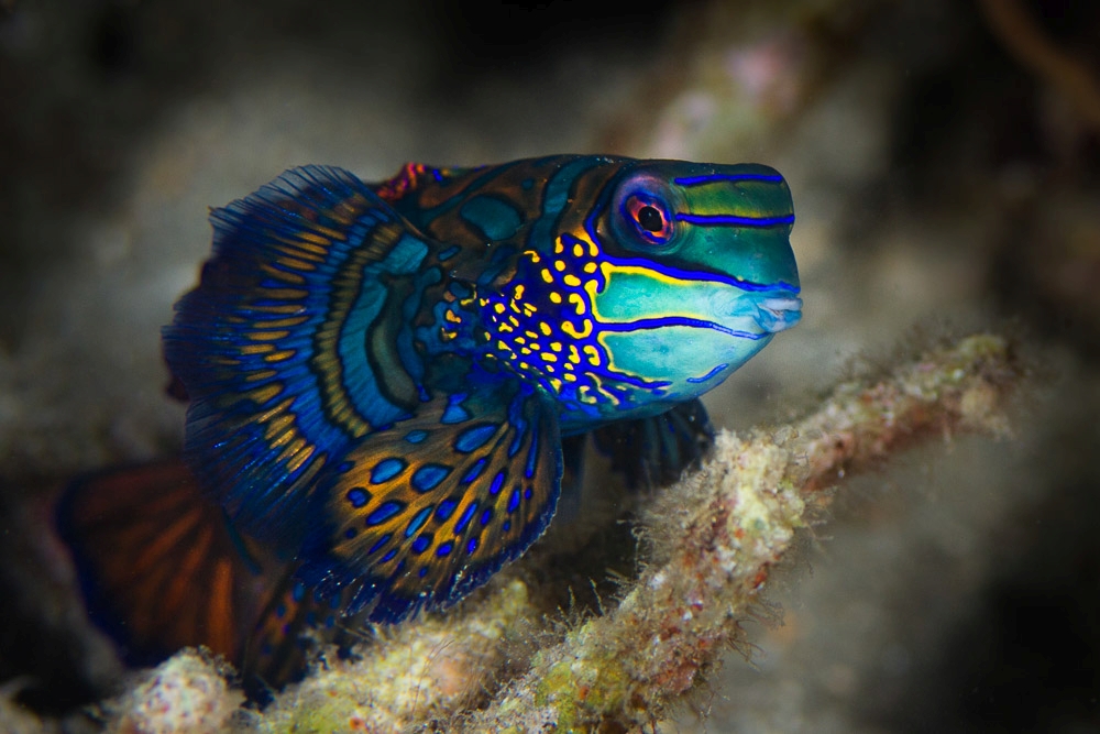 Lembeh Resort – neu eröffnet & besser denn je