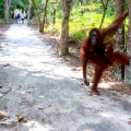 Orang-Utan-Privatreise mit dem Hausboot (4D/3N)