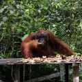 Orang-Utan-Privatreise mit dem Hausboot (4D/3N)