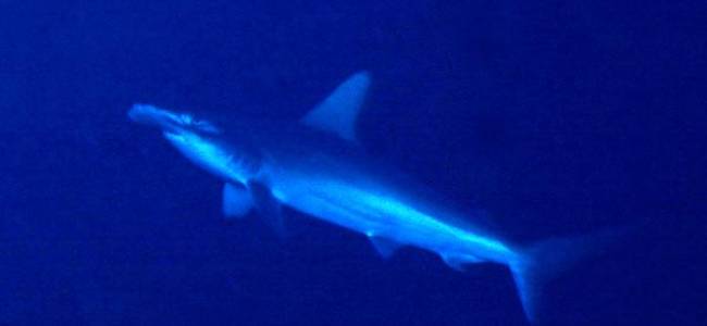 Selayar Dive Center 1 Tauchtag