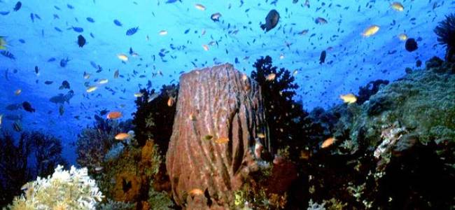 Selayar Dive Center 1 Tauchtag