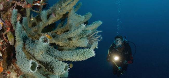 Selayar Dive Center 1 Tauchtag