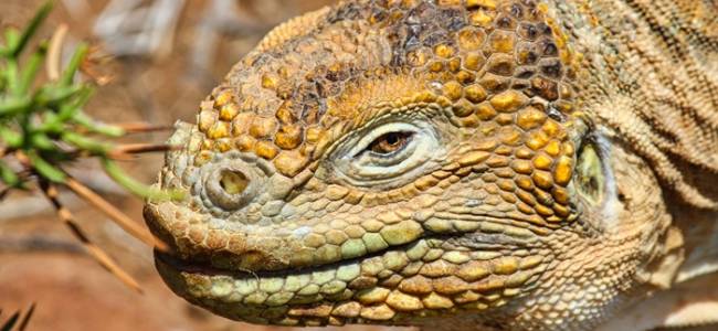 Galápagos Inselhüpfen – Santa Cruz & Isabela