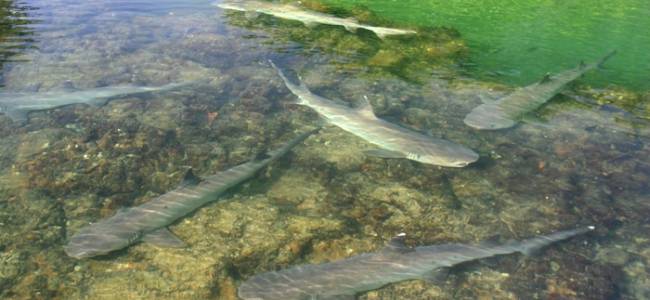 Galápagos Inselhüpfen – Santa Cruz & Isabela