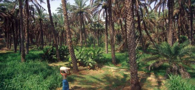 Oman intensiv – Wadis, Berge & Wüste