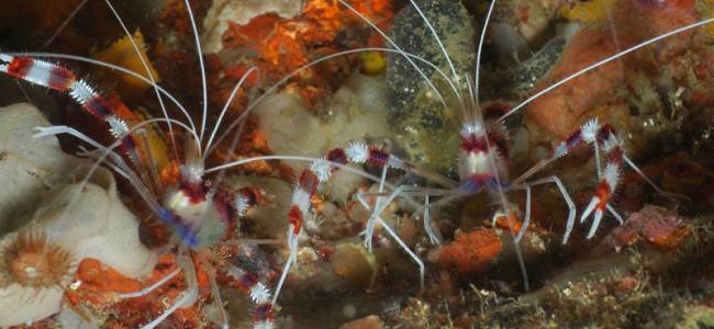 Hippocampus Beach Resort – Malapascua