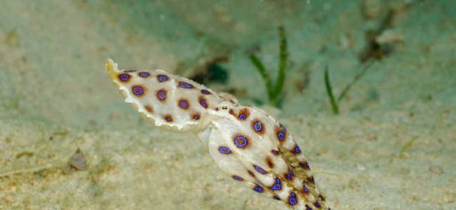 Hippocampus Beach Resort – Malapascua