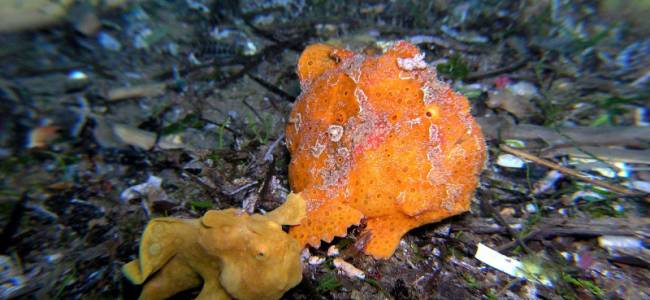 Hippocampus Beach Resort – Malapascua