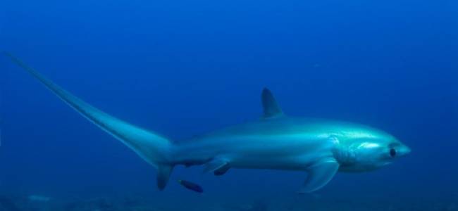 Hippocampus Beach Resort – Malapascua