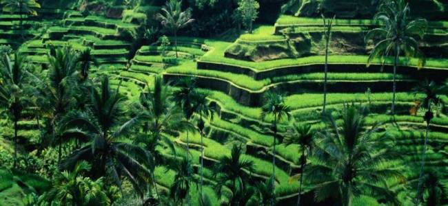 Essence of Indonesia