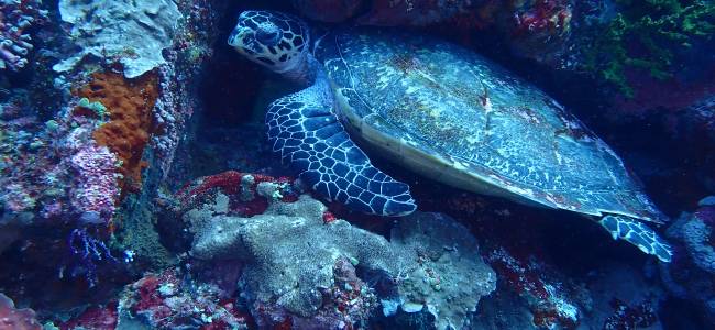 Adventure Escape Bali – Taucherlebnis mit Absolute Scuba Bali