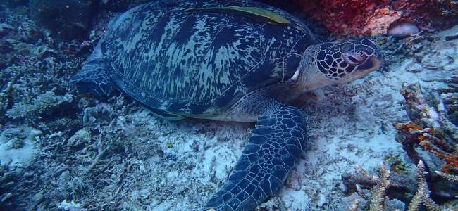 Adventure Escape Bali – Taucherlebnis mit Absolute Scuba Bali