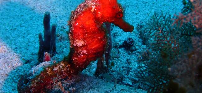 Adventure Escape Bali – Taucherlebnis mit Absolute Scuba Bali