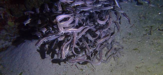 Adventure Escape Bali – Taucherlebnis mit Absolute Scuba Bali