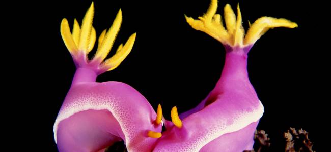 Black Sand Dive Retreat – Makro-Tauchen in der Lembeh Strait