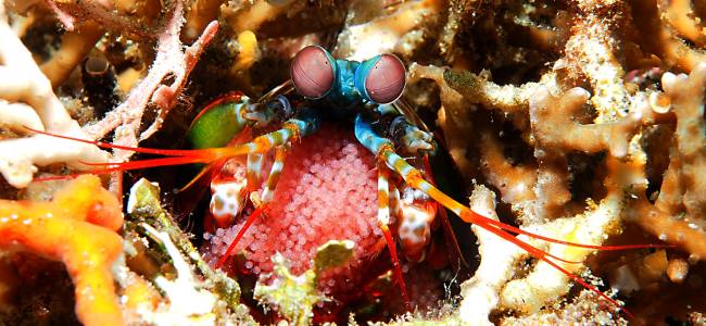 Black Sand Dive Retreat – Makro-Tauchen in der Lembeh Strait