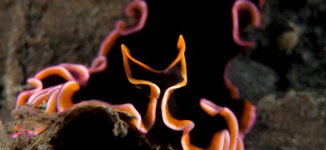 Black Sand Dive Retreat – Makro-Tauchen in der Lembeh Strait