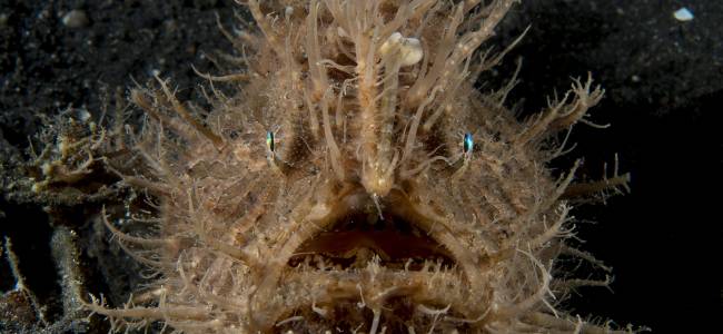 Black Sand Dive Retreat – Makro-Tauchen in der Lembeh Strait