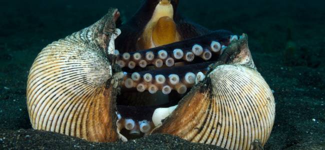 Black Sand Dive Retreat – Makro-Tauchen in der Lembeh Strait