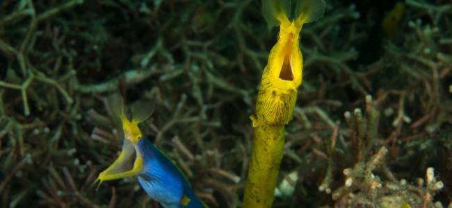 Black Sand Dive Retreat – Makro-Tauchen in der Lembeh Strait