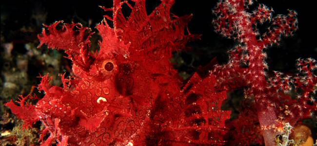 Black Sand Dive Retreat – Makro-Tauchen in der Lembeh Strait