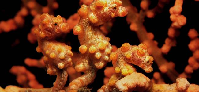 Black Sand Dive Retreat – Makro-Tauchen in der Lembeh Strait