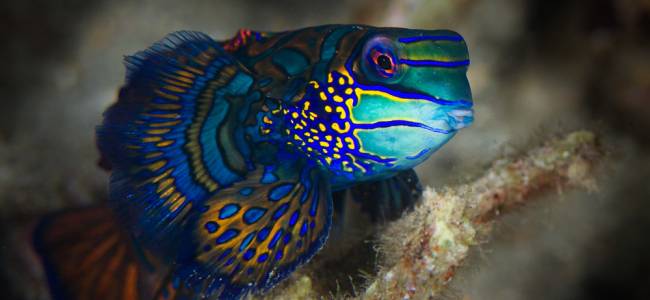 Passport to Paradise – Sulawesi