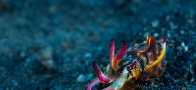 Passport to Paradise – Sulawesi