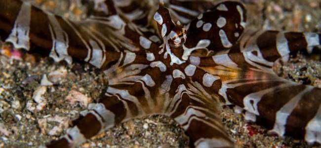 Passport to Paradise – Sulawesi