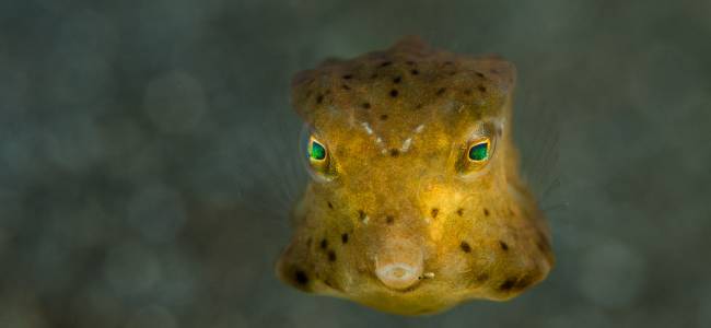 Passport to Paradise – Sulawesi