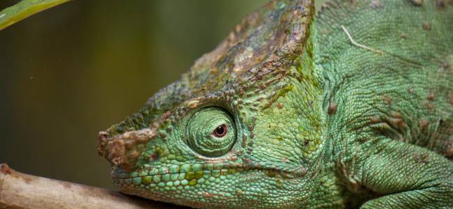 Madagaskar intensiv – Nationalparks, Lemuren & Inselträume auf Nosy Be