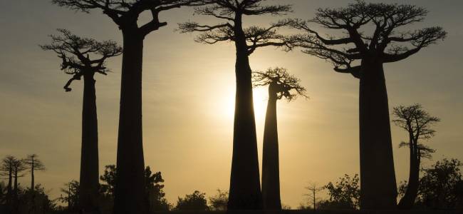 Madagaskar intensiv – Nationalparks, Lemuren & Inselträume auf Nosy Be