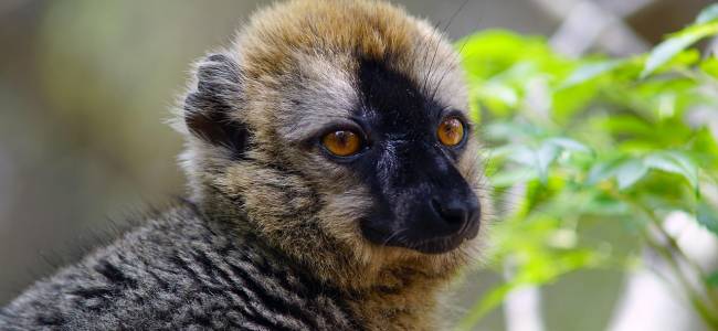 Madagaskar intensiv – Nationalparks, Lemuren & Inselträume auf Nosy Be