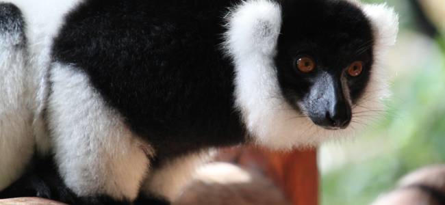 Madagaskar intensiv – Lemuren, Nationalparks & Naturerlebnis