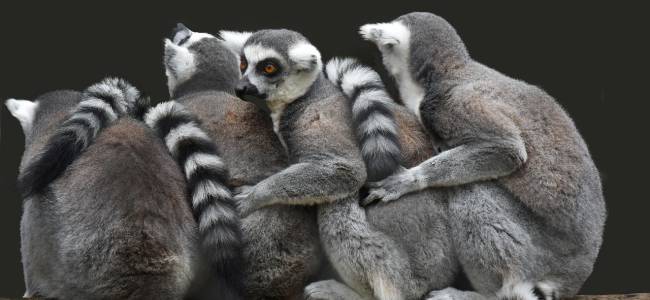 Madagaskar intensiv – Lemuren, Nationalparks & Naturerlebnis