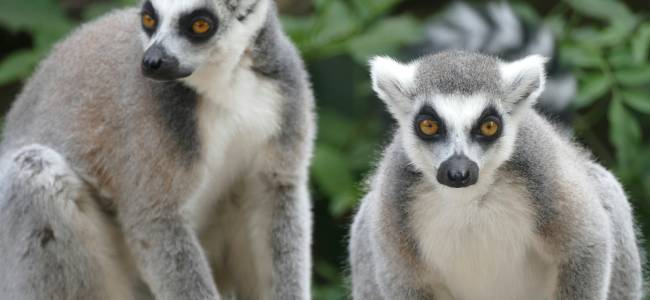 Madagaskar intensiv – Lemuren, Nationalparks & Naturerlebnis