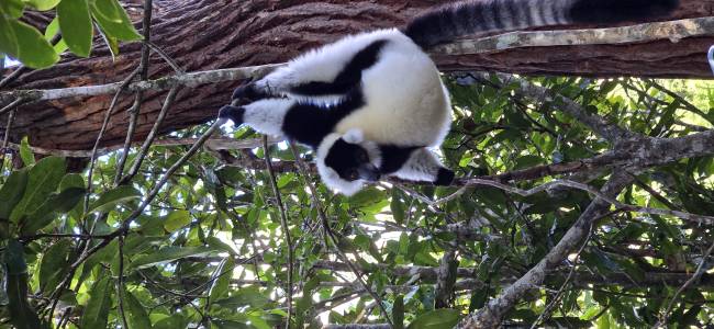 Madagaskar - Regenwald & Inselparadies Nosy Be