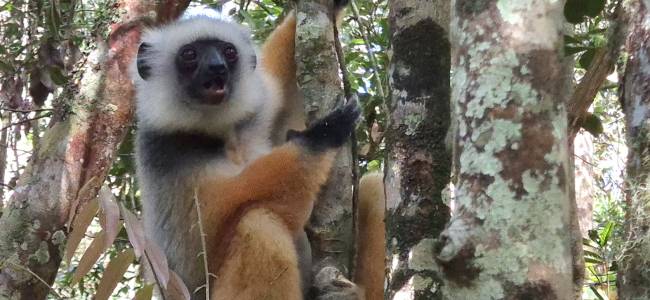 Madagaskar - Regenwald & Inselparadies Nosy Be