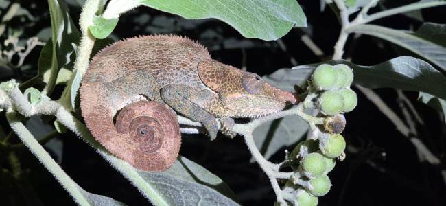 Madagaskar - Regenwald & Inselparadies Nosy Be