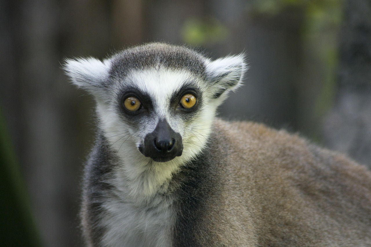 Madagaskar intensiv – Lemuren, Nationalparks & Naturerlebnis