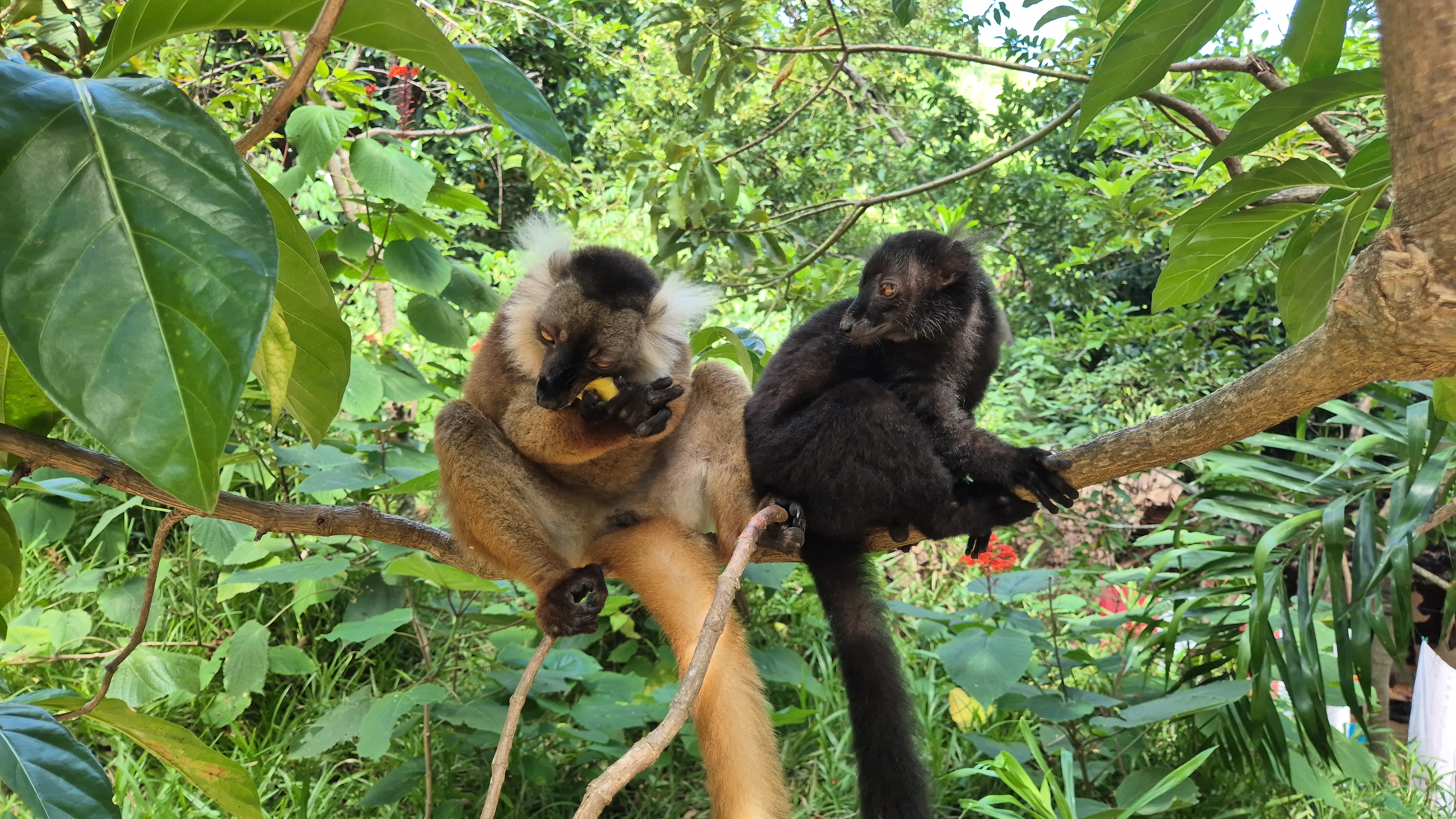 Madagaskar - Regenwald & Inselparadies Nosy Be