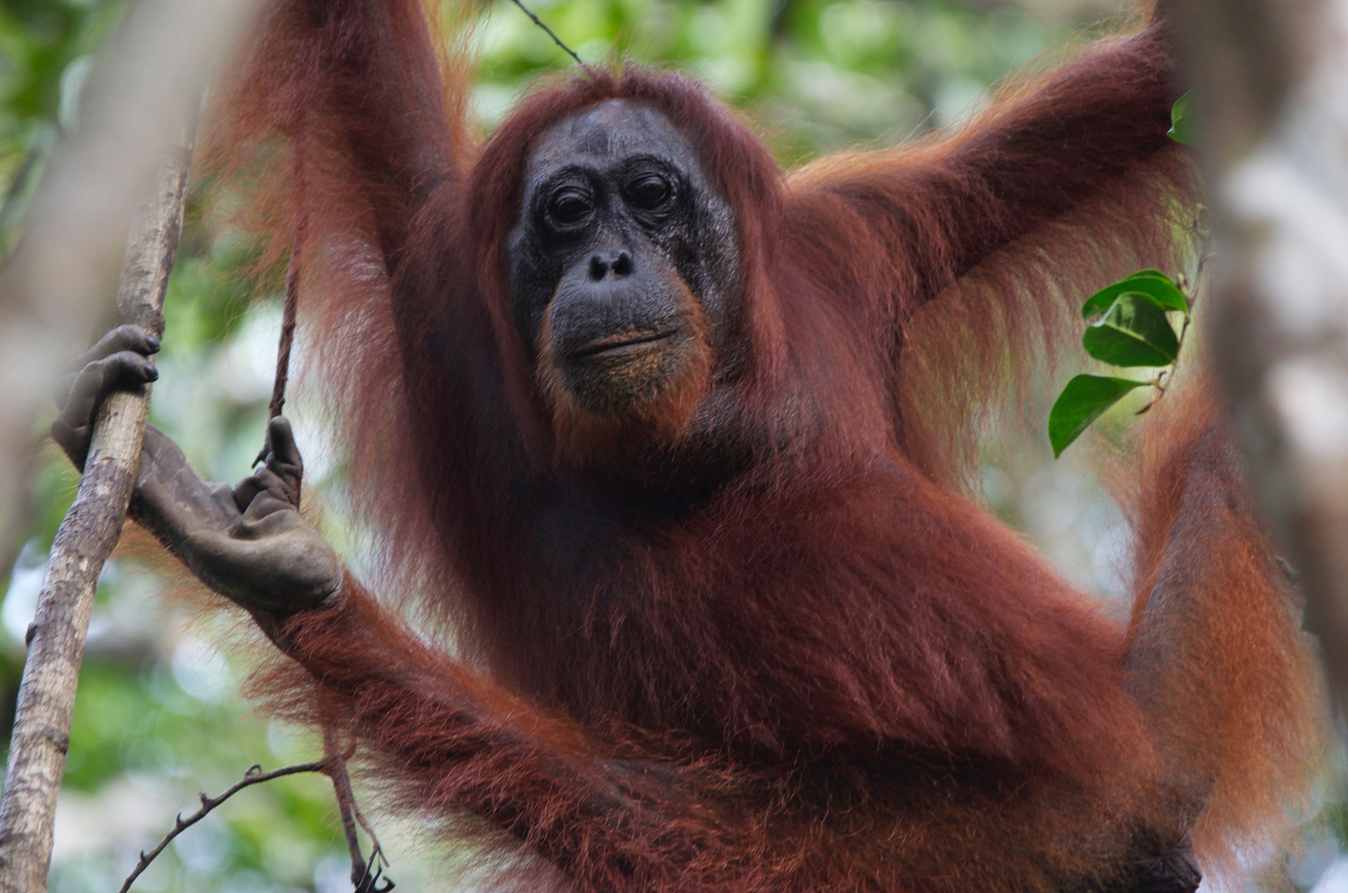 Borneo