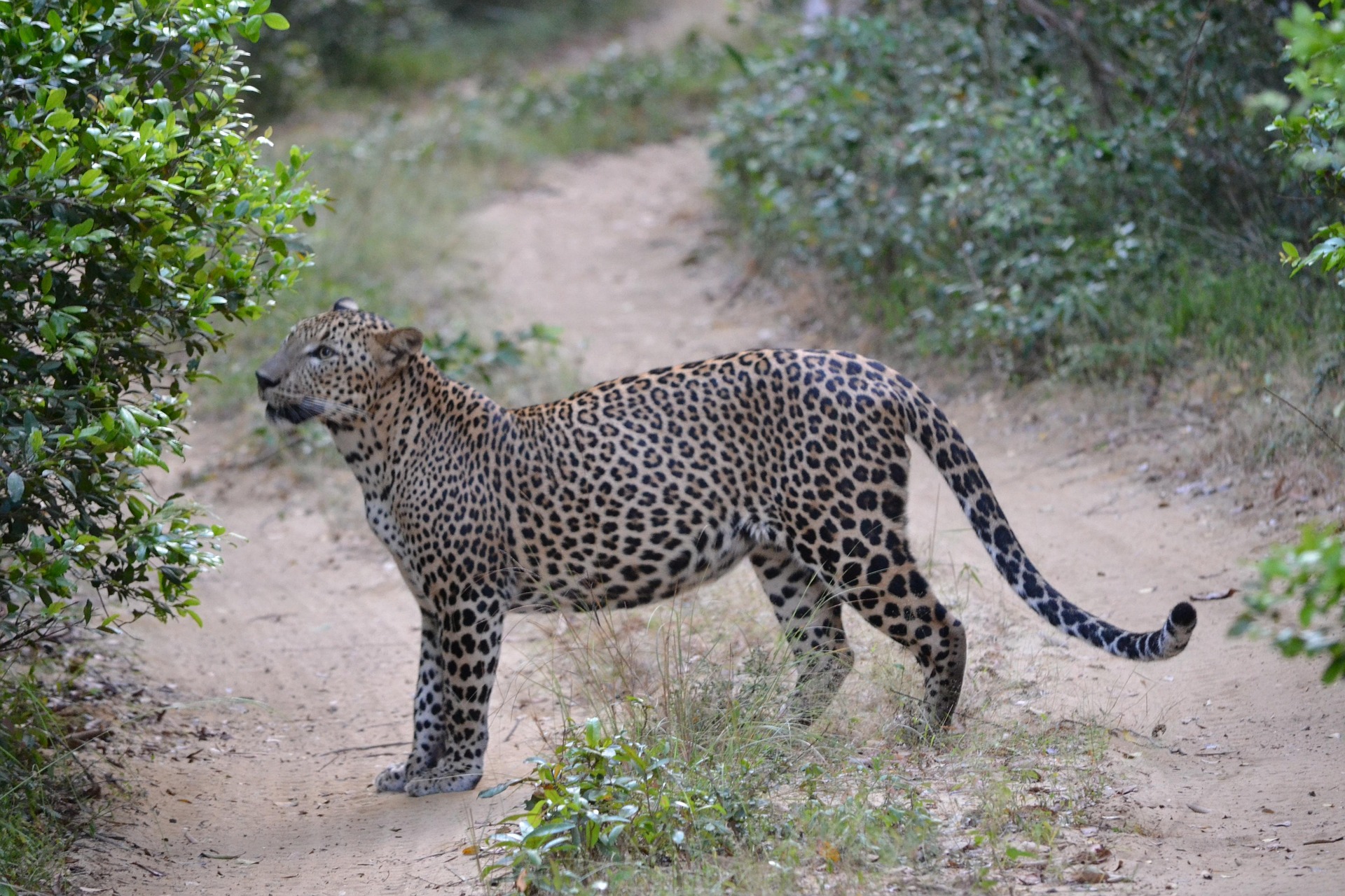 Sri Lanka