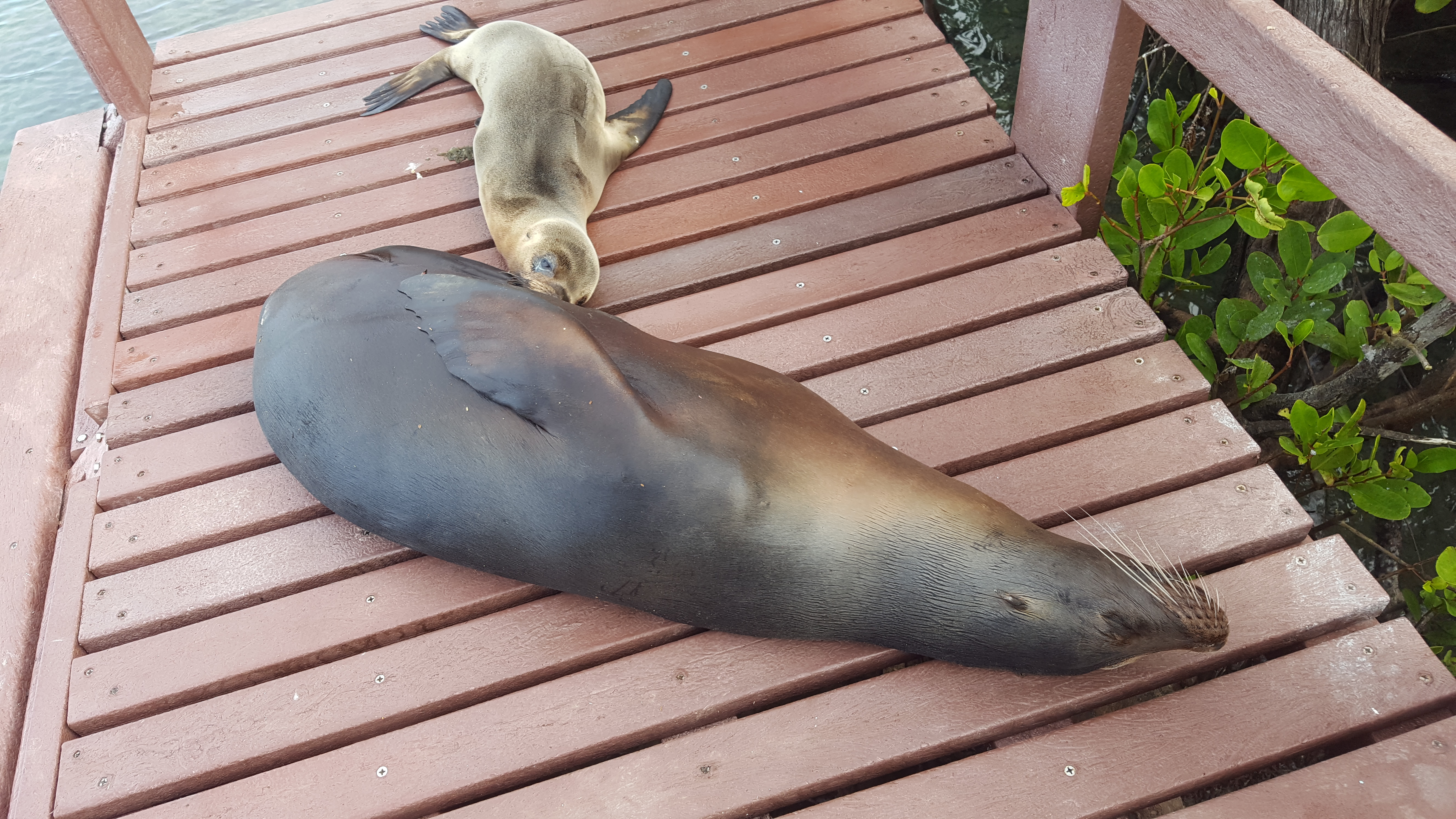 Galapagos