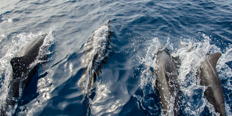 Dolphin House Resort SPA Diving