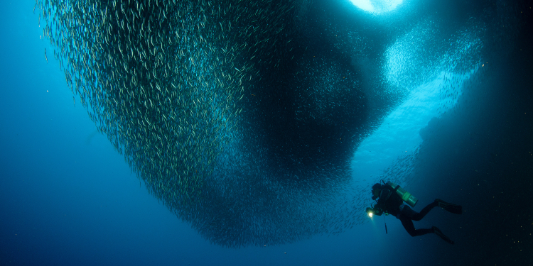 Dolphin House Resort SPA Diving