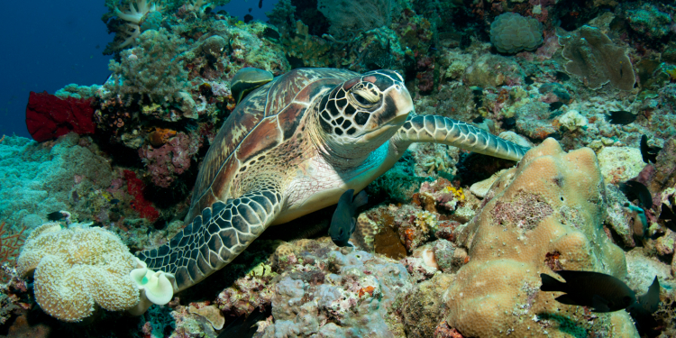 Dolphin House Resort SPA Diving