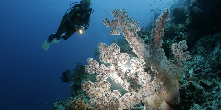 Dolphin House Resort SPA Diving