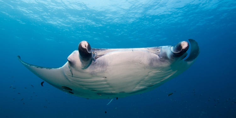 Kuredu Island Resort