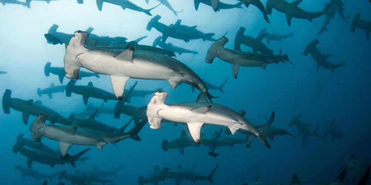Galapagos-Tauchkreuzfahrt mit Stil – Aqua Galapagos